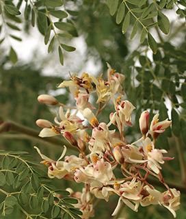 קיבוץ סמר, 12-2017. צילום: © שרה גולד