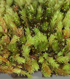 גשר החצבני, 4-2018. צילום: © דרור מלמד