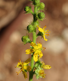 גן בוטני הר הצופים ירושלים , 6-2018. צילום: © איתן שפירא