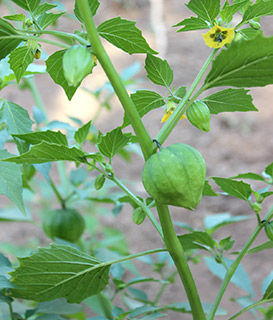 משק לוי מושב שעל, 7-2018. צילום: © איתן שפירא