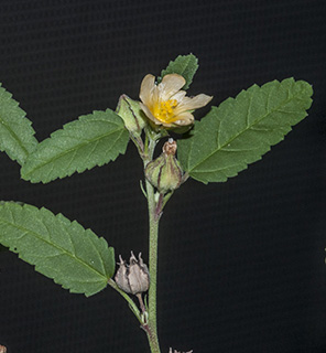 צילום: © יהודה מרטה