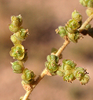 אזור התעשיה במישור אדומים , 9-2018. צילום: © דרור מלמד