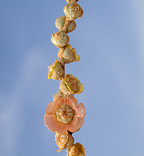 ליד קיבוץ אלמוג בבקעת הירדן , 9-2018. צילום: © דרור מלמד