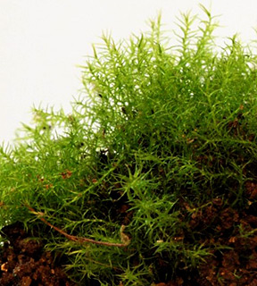 בעציץ בתל אביב, 8-2017. צילום: © דרור מלמד