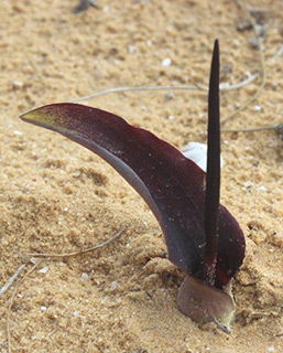 צילום: © איתן שפירא