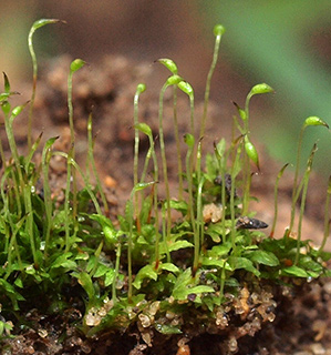 גבעת נפוליאון רמת גן , 12-2018. צילום: © דרור מלמד