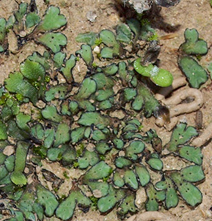 עין קלט, 12-2020. צילום: © דרור מלמד