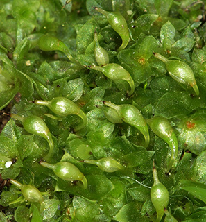 עתלית, 1-2019. צילום: © דרור מלמד