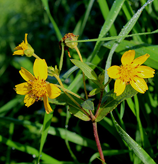 נווה אור, 1-2019. צילום: © איתן שפירא