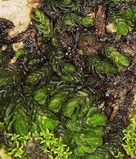 הרי יהודה, 1-2019. צילום: © דרור מלמד