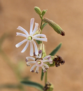 נחל שחק שמורת שיזף, 2-2019. צילום: © איתן שפירא