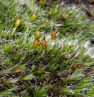 ליד מפל סער בגולן, 2-2019.  צילום: © דרור מלמד