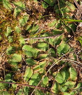 חדרה, בית אליעזר, 2-2019. צילום: © דרור מלמד