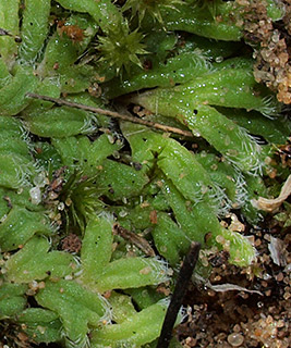 חדרה, 2-2019. צילום: © דרור מלמד