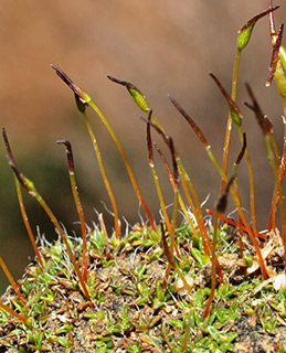 ליד ערד, 2-2019.  צילום: © דרור מלמד