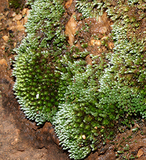 בניאס, 3-2019. צילום: © דרור מלמד