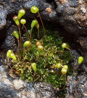 בניאס, 3-2013. צילום: © דרור מלמד