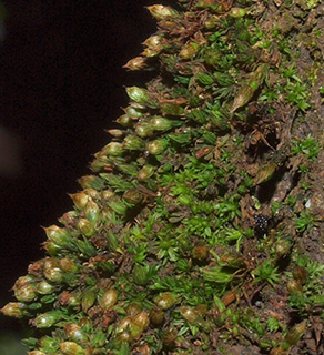 בניאס, 3-2019. צילום: © דרור מלמד