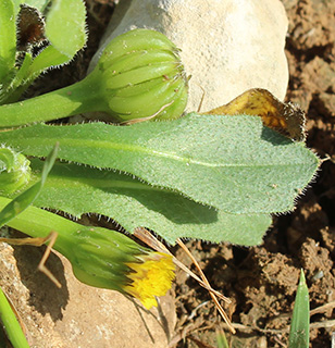 להבים , 3-2019. צילום: © איתן שפירא