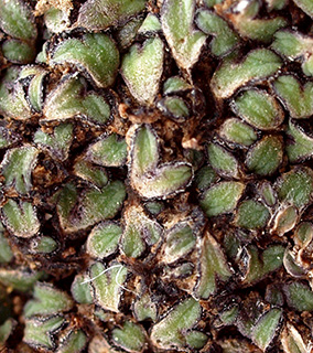 כפר אדומים, 3-2019. צילום: © דרור מלמד