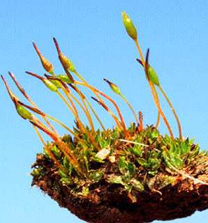 ערד, 2-2019. צילום: © דרור מלמד