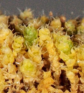 ליד כפר אדומים, 3-2019. צילום: © דרור מלמד