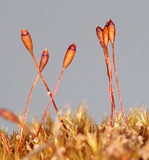יער אילנות, 3-2019. צילום: © דרור מלמד