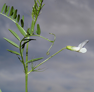 הר אביטל - גולן, 4-2014. צילום: © דרור מלמד