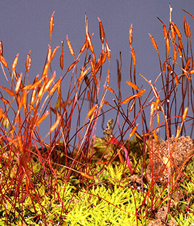 אילנות, 3-2019. צילום: © דרור מלמד