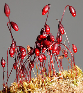 אילנות, 3-2019. צילום: © דרור מלמד