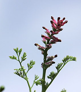 תל קריות ליד תל ערד, 3-2019. צילום: © איתן שפירא