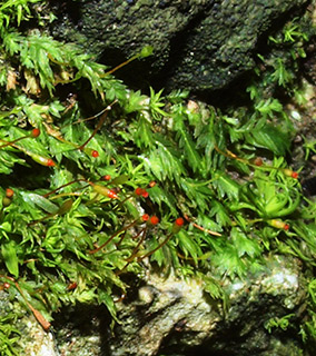 בניאס, 3-2019. צילום: © דרור מלמד