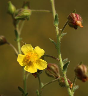 מול הישוב לפיד, 4-2019. צילום: © שרה גולד