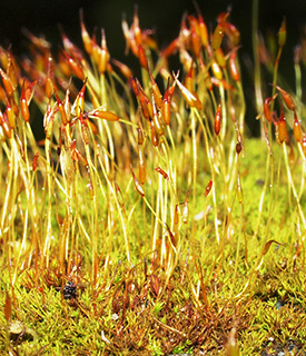 נחל ראש-פינה, 4-2019. צילום: © דרור מלמד