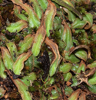 אילנות, 4-2019. צילום: © דרור מלמד