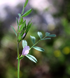 עמק מאן, 5-2019. צילום: © איתן שפירא
