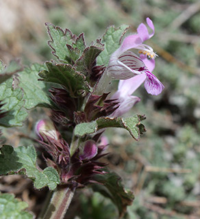 רכבל עליון חרמון, 5-2019. צילום: © איתן שפירא