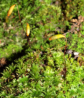 יער אשתאול , 4-2019. צילום: © דרור מלמד