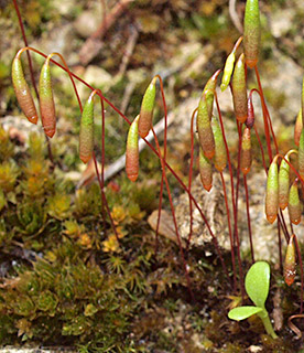 ליד מפל התנור, 4-2019. צילום: © דרור מלמד