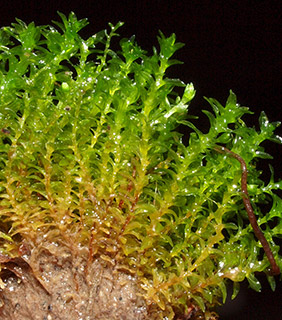 נחל השופט, 4-2019. צילום: © דרור מלמד