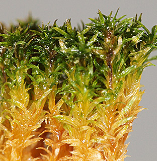 אאוקלדיום דורי