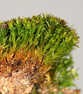 גן השלושה (סחנה) , 5-2019. צילום: © דרור מלמד