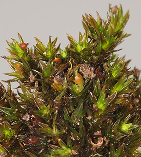 חרמון , 6-2019. צילום: © דרור מלמד