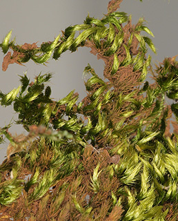 חרמון, 5-2019. צילום: © דרור מלמד