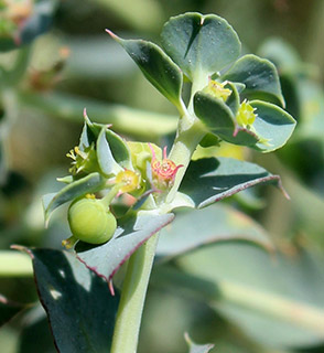 צומת שפיים, 7-2019. צילום: © איתן שפירא