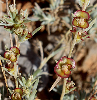 חרמון דולינת-איסם, 8-2019. צילום: © איתן שפירא