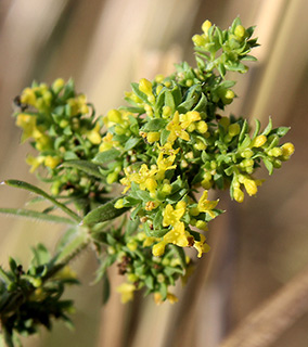 עיינות בזלת בגולן, 8-2019. צילום: © איתן שפירא 