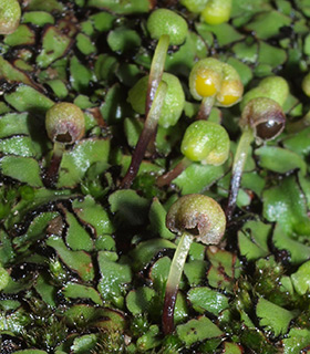 צילום: © דרור מלמד