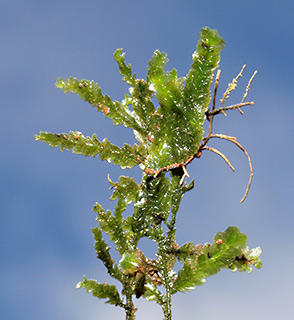 הכרמל, 1-2020. צילום: © דרור מלמד