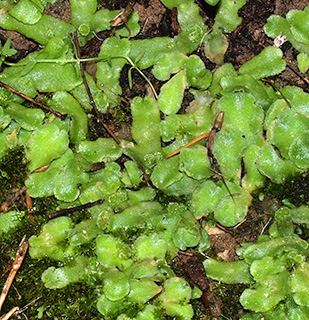 יער אילנות, 1-2021. צילום: © דרור מלמד